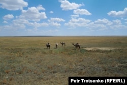 Полупустыня в районе Аральского моря. Кызылординская область, 3 июля 2024 года