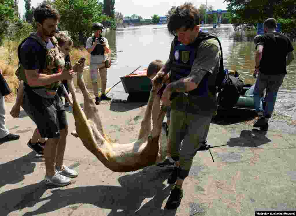 UKRAINE-CRISIS/DAM-PETS