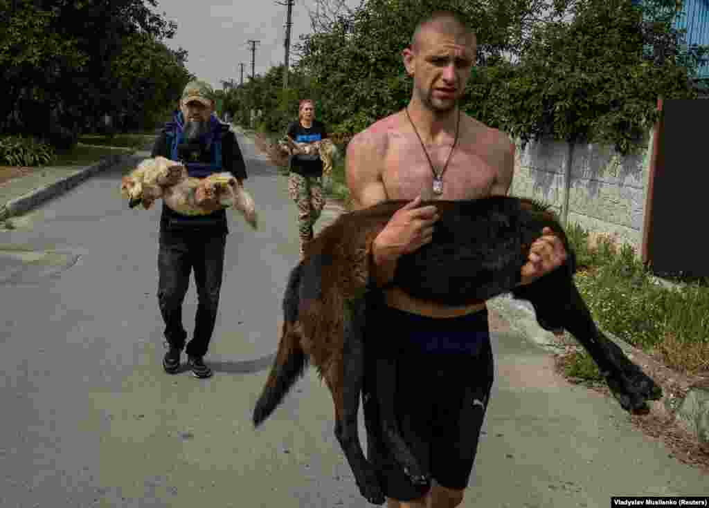 Волонтеры несут собак в Херсоне 7 июня. Животных усыпили транквилизаторами, чтобы их было легче переносить.&nbsp; Тысячи людей на юге Украины были вынуждены покинуть свои дома и питомцев после прорыва Новой Каховской плотины 6 июня