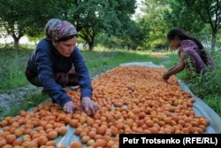 Сбор урожая абрикосов. Таджикистан, Согдийская область, 15 июня 2024 года.