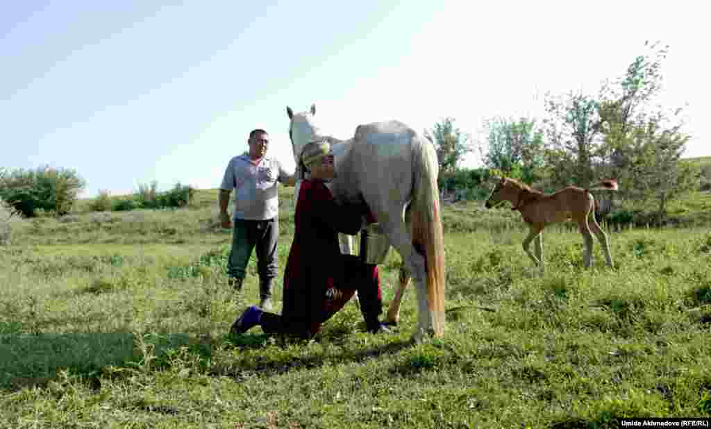 Галым Ташпулатов и его жена Замира доят кобылицу.