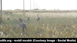 Люди на уборке хлопка в Узбекистане. Иллюстративное фото.