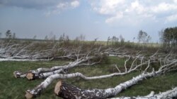 Срубленные деревья в северном Казахстане. Иллюстративное фото.