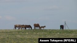 Ақмола облысындағы мал жайылымдарының бірі. (Көрнекі сурет)