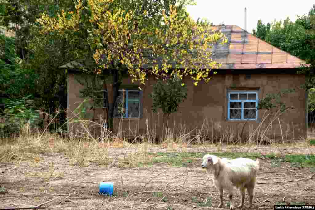 Двор в селе Жамбай.