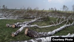 Срубленные деревья возле села Бектау Шортандинского района Акмолинской области. 